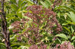 Coastal plain joe pye weed